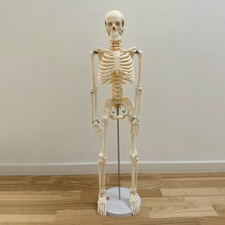85 cm skelet med nerver