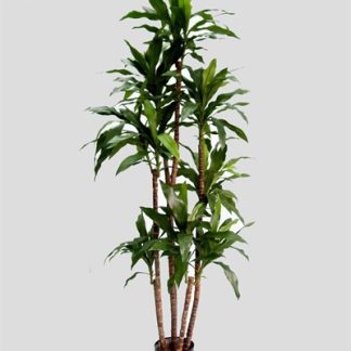 Silkeplanter kunstig Dracena palme H170 cm