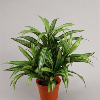 Silkeplanter kunstig Dracena plante H34 cm