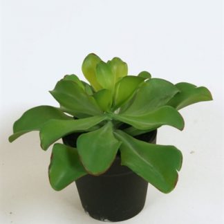 Silkeplanter kunstig Echeveria H20 cm